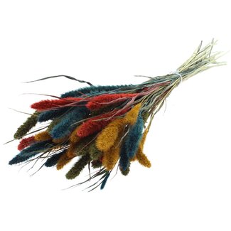 QC Getrocknete Setaria „Bunt 6“ | Farbe: Gemischte Farben | Setaria Trockenblumen | Länge ± 70 Zentimeter | Gewicht 210 Gramm | Pro Bund