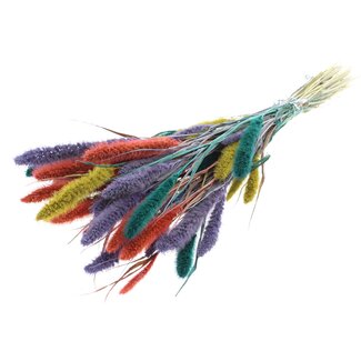 QC Getrocknete Setaria „Bunt 5“ | Farbe: Gemischte Farben | Setaria Trockenblumen | Länge ± 70 Zentimeter | Gewicht 210 Gramm | Pro Bund