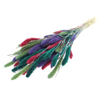 QC Getrocknete Setaria „Bunt 7“ | Farbe: Gemischte Farben | Setaria Trockenblumen | Länge ± 70 Zentimeter | Gewicht 210 Gramm | Pro Bund