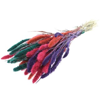 QC Getrocknete Setaria „Bunt 4“ | Farbe: Gemischte Farben | Setaria Trockenblumen | Länge ± 70 Zentimeter | Gewicht 210 Gramm | Pro Bund