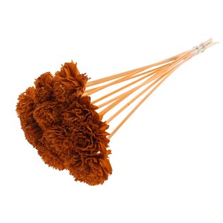 QC Shola Karnish Blume am Stiel | Farbe: Terrakotta | Durchmesser 6 centimeter | Länge ± 50 centimeter | 10 Blumenstecker pro Bund | Pro Bund
