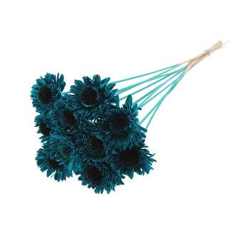 QC Shola Gänseblümchen Sonnenblume am Stiel | Farbe: Türkis | Shola Gänseblümchen Sonnenblume | Durchmesser 6 centimeter | Länge ± 50 centimeter | 10 Stecker pro Bund | Pro Bund