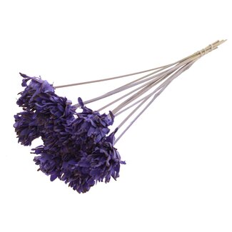 QC Shola Blume auf Stab | Farbe: Milchviolett | Shola Slice Pine | Durchmesser 6 centimeter | Länge ± 50 centimeter | 10 Bei-Stecker pro Bund | Pro Bund