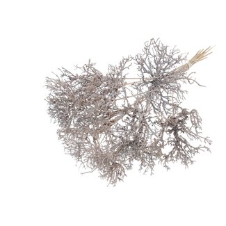 QC Dry Tree on stick | Colour: White | Dry Tree Stick | Stick length approximately 50 centimetres | 10 sticks per bunch