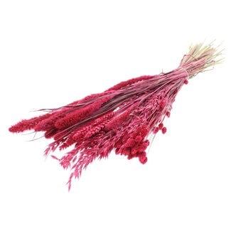 QC Strauß Getrocknete Blumenmischung | Farbe: Kirschrot | Länge ± 60 Zentimeter | Pro Bund