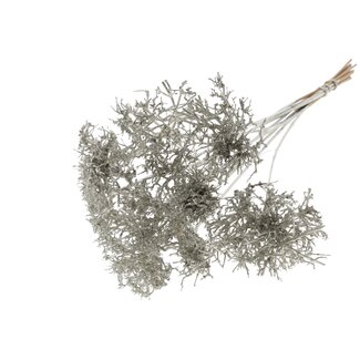 QC Dry Tree on stick | Colour: Metallic Platinum | Dry Tree Stick | Stick length ± 50 centimetres | 10 sticks per bunch