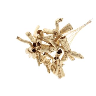 QC Gandiraj Branches on a Stick | Colour: Metallic Antique Gold | Gandiraj Insert Stick | Length ± 50 centimetres | 10 insert sticks per bunch