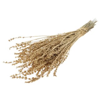 QC Dried Lavender | Colour: Metallic Antique Gold | Lavender Dried Flowers | Length ± 50 centimetres | Per bunch