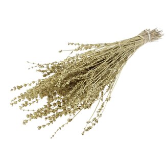 QC Dried Lavender | Colour: Metallic Gold | Lavender Dried Flowers | Length ± 50 centimetres | Per bunch