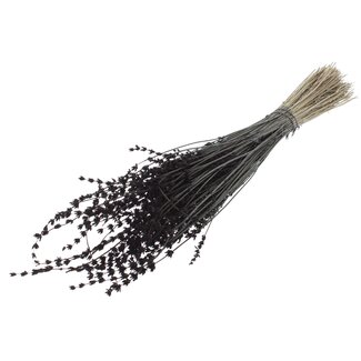 QC Dried Lavender | Colour: Black | Lavender Dried Flowers | Length ± 50 centimetres | Per bunch