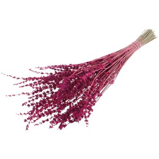 QC Dried Lavender | Colour: Cherry-coloured | Lavender Dried Flowers | Length ± 50 centimetres | Per bunch