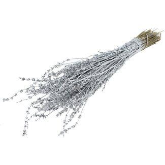 QC Dried Lavender | Colour: Metallic Silver | Lavender Dried Flowers | Length ± 50 centimetres | Per bunch