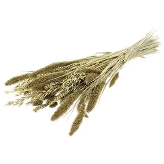 QC Strauß Getrocknete Blumenmischung | Farbe: Goldfarben | Länge ± 60 Zentimeter | Pro Bund