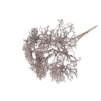 QC Dry Tree on stick | Colour: Champagne | Dry Tree Stick | Stick length ± 50 centimetres | 10 sticks per bunch