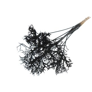 QC Dry Tree on stick | Colour: Black | Dry Tree Stick | Stick length ± 50 centimetres | 10 sticks per bunch