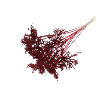 QC Dry Tree on stick | Colour: Red | Dry Tree Stick | Stick length ± 50 centimetres | 10 sticks per bunch