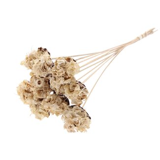 QC Curled Bleached Cotton Pod on stem | Colour: White Brown | Curly Pod Stem Pick | Length ± 50 centimeter | 10 stem picks per bunch