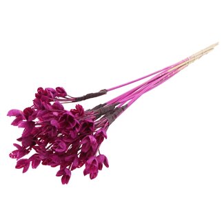 QC Bowls on Stick | Colour: Lilac | Beech Nut Seed Pod Pick | Length ± 50 centimetres | 10 picks per bunch