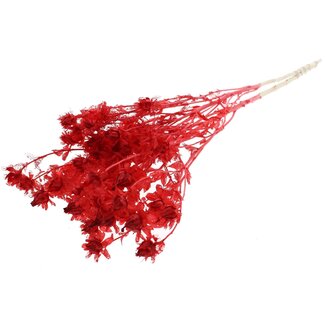 QC Carthamus Séché Blanchi | Couleur : Rouge | Fleurs Séchées de Carthame ou Bidens | Longueur ± 70 centimètres | Par bouquet