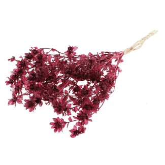 QC Carthamus Blanchi Séché | Couleur : Bordeaux | Fleurs séchées de Carthame ou Bidens | Longueur ± 70 centimètres | Par bouquet