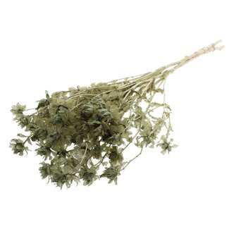 QC Carthamus Blanchi Séché | Couleur : Vert Olive | Fleurs Séchées de Carthame ou Bidens | Longueur ± 70 centimètres | Par bouquet