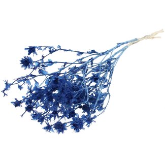 QC Carthamus Blanchi Séché | Couleur : Bleu | Fleurs séchées de Carthame ou Bidens | Longueur ± 70 centimètres | Par bouquet