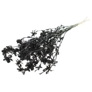 QC Carthamus Blanchi Séché | Couleur : Noir | Fleurs séchées de Carthame ou Bidens | Longueur ± 70 centimètres | Par bouquet
