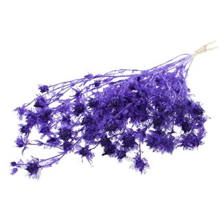 QC Carthamus Séché Blanchi | Couleur : Violet | Fleurs séchées de Carthame ou Bidens | Longueur ± 70 centimètres | Par bouquet
