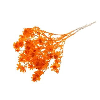 QC Carthamus Blanchi Séché | Couleur : Orange | Fleurs séchées de Carthame ou Bidens | Longueur ± 70 centimètres | Par bouquet