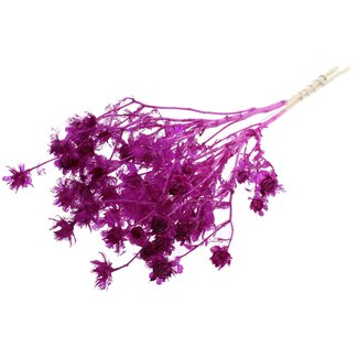 QC Carthamus Séché Blanchi | Couleur : Lilas | Fleurs Séchées de Carthame ou Bidens | Longueur ± 70 centimètres | Par bouquet