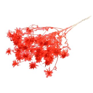 QC Carthamus Blanchi Séché | Couleur : Corail | Fleurs séchées de Carthame ou Bidens | Longueur ± 70 centimètres | Par bouquet