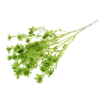 QC Carthamus Séché Blanchi | Couleur : Vert Clair | Fleurs Séchées de Carthame ou Bidens | Longueur ± 70 centimètres | Par bouquet