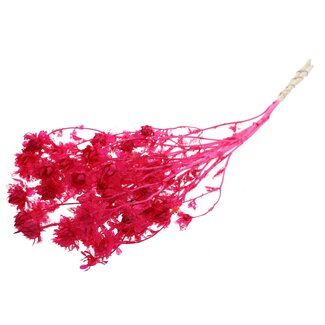 QC Carthamus Blanchi Séché | Couleur : Cerise | Fleurs Séchées de Safran ou Bidens | Longueur ± 70 centimètres | Par bouquet