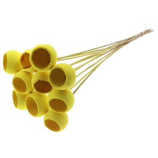 QC Bleached Dried Bellgums | Colour: Yellow | Bell Cup Pick | Length ± 50 centimetres | 10 picks per bunch