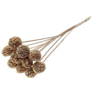 QC Bleached Atta Fruit on stick | Colour: Natural White | Custard Apple Pick | Length ± 50 centimetres | 10 picks per bunch