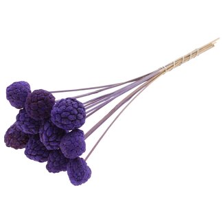 QC Bleached Atta Fruit on stick | Colour: Purple | Custard Apple Pick | Length ± 50 centimetres | 10 picks per bunch