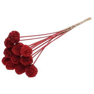 QC Bleached Atta Fruit on stick | Colour: Red | Custard Apple Pick | Length ± 50 centimetres | 10 picks per bunch