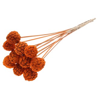 QC Bleached Atta Fruit on stick | Colour: Orange | Custard Apple Pick | Length ± 50 centimetres | 10 picks per bunch