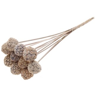 QC Bleached Atta Fruit on stick | Colour: Frosted White | Custard Apple Pick | Length ± 50 centimetres | 10 picks per bunch