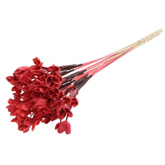 QC Bowls on stick | Colour: Coral | Beech Nut Seed Pod Pick | Length ± 50 centimetres | 10 picks per bunch