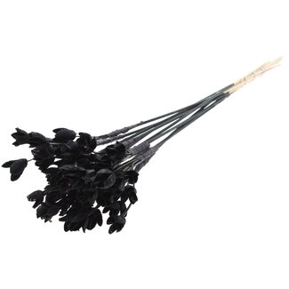 QC Bakuli am Stiel | Farbe: Schwarz | Bucheckern Samenkapsel Einstecker | Länge ± 50 Zentimeter | 10 Einstecker pro Bund