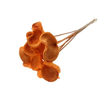 QC Bleached Badam on stick | Colour: Orange | Length of stick approximately 50 centimetres | 10 sticks per bunch