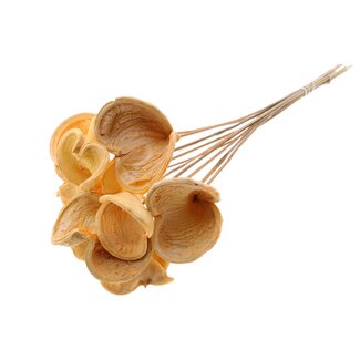 QC Bleached Badam on stick | Colour: Salmon-coloured | Length of stick approx. 50 centimetres | 10 sticks per bunch