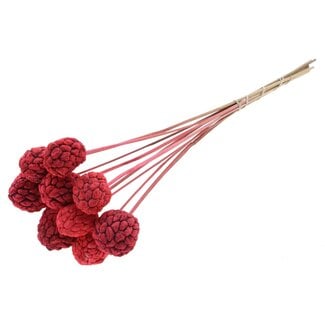 QC Bleached Atta Fruit on stick | Colour: Coral | Custard Apple Pick | Length ± 50 centimetres | 10 picks per bunch