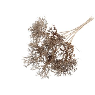 QC Dry Tree on stick | Colour: Natural Brown | Dry Tree Stick | Stick length ± 50 centimetres | 10 sticks per bunch