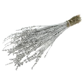 QC Dried Lavender | Colour: Metallic Platinum | Lavender Dried Flowers | Length ± 50 centimetres | Per bunch