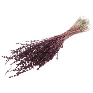 QC Dried Lavender | Colour: Bordeaux Red | Lavender Dried Flowers | Length ± 50 centimetres | Per bunch