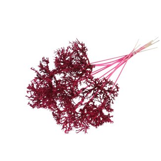 QC Dry Tree on stick | Colour: Cherry-coloured | Dry Tree Stick | Stick length ± 50 centimetres | 10 sticks per bunch