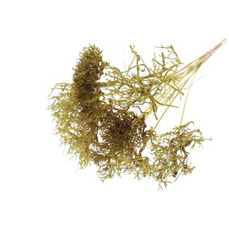 QC Dry Tree on stick | Colour: Yellow | Dry Tree Stick | Stick length ± 50 centimetres | 10 sticks per bunch