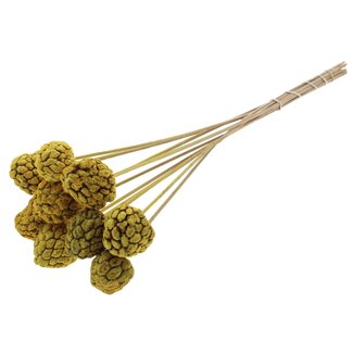 QC Bleached Atta Fruit on stick | Colour: Yellow | Custard Apple Pick | Length ± 50 centimetres | 10 picks per bunch